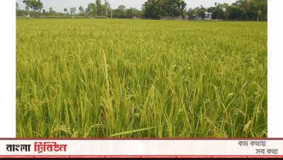 নীলফামারীর বোরো ক্ষেত