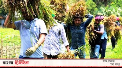 কৃষকের ধান কেটে মাড়াই করে দিলো ছাত্রলীগ