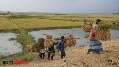 ধান কেটে বাড়ি নেওয়া হচ্ছে