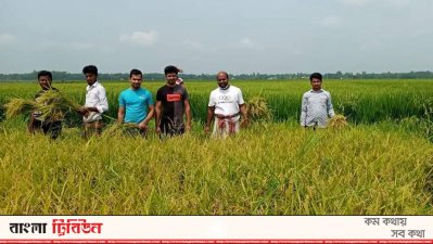 রোজা রেখে কৃষকের ধান কেটে দিলো স্বেচ্ছাসেবক লীগ