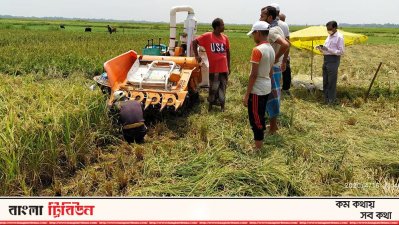 হাওরে মেশিন দিয়ে ধান কাটা হচ্ছে
