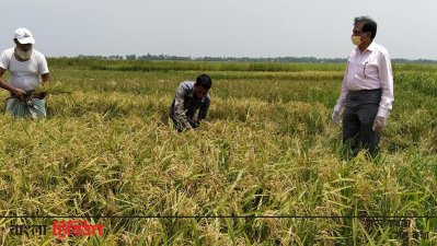 ধান কাটা চলছে