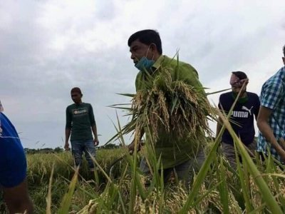 কৃষকের ধান কেটে দিলেন কুলাউড়া উপজেলা চেয়ারম্যান 