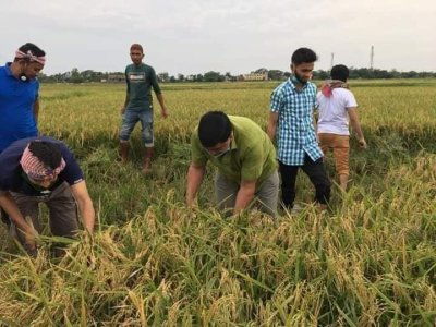 কৃষকের ধান কেটে দিলেন কুলাউড়া উপজেলা চেয়ারম্যান 