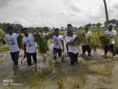 ধান কাটছেন ছাত্রলীগের নেতার