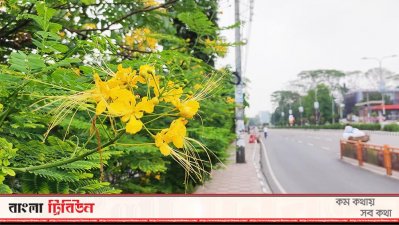 বিজয়সরণি এলাকায় শোভা বাড়াচ্ছে রাধাচূড়া 