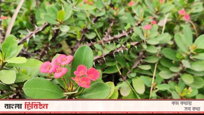 বিশ্বরোড এলাকার সৌন্দর্য বাড়িয়ে দিয়েছে ক্যাকটাস 