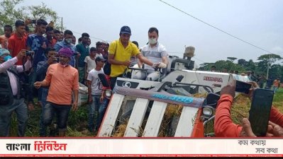 কম্পাইন হারভেস্টার মেশিন দিয়ে ইরি-বোরো ধান কাটা উৎসবের উদ্বোধন করেন ফাহমী গোলন্দাজ বাবেল