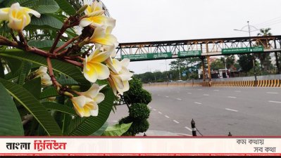 বিশ্বরোড এলাকায় সড়কের পাশে কাঠগোলাপ 