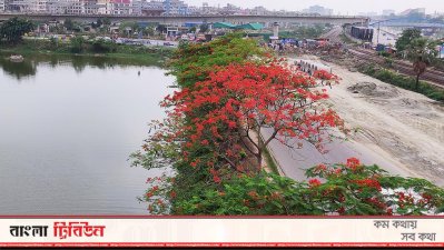 কুড়িল ফ্লাইওভার এলাকায় ফুটে থাকা কৃষ্ণচূড়ায় মুগ্ধ হবেন যে কেউ   