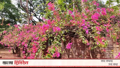 ধানমন্ডি লেকের বাগান বিলাস 