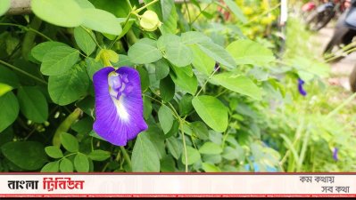 যমুনা ফিউচার পার্ক এলাকায় ফুটেছে অপরাজিতা 