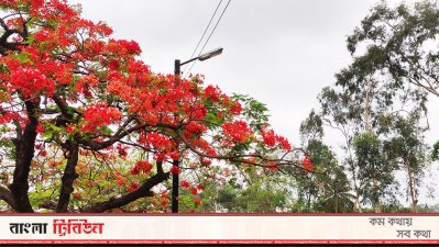 সংসদ ভবন এলাকার লেক রোডের কৃষ্ণচূড়া গাছে যেন আগুন লেগেছে