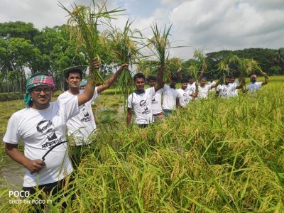 ধান কাটছেন ছাত্রলীগের নেতার