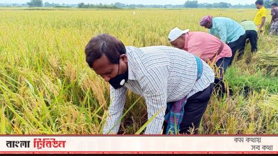 গোপালগঞ্জের কোটালীপাড়ায় কৃষকের ধান কেটে দিলেন এক অধ্যক্ষসহ কলেজের শিক্ষক-কর্মচারীরা।