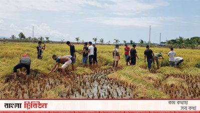 কৃষকের ধান কেটে ঘরে পৌঁছে দিলো ছাত্রলীগ