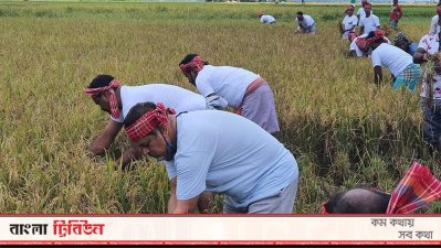 ধান কাটছেন কৃষকলীগের নেতাকর্মীরা
