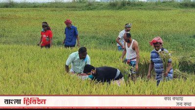 কৃষকের ধান কেটে দিচ্ছেন যুবলীগের নেতাকর্মীরা