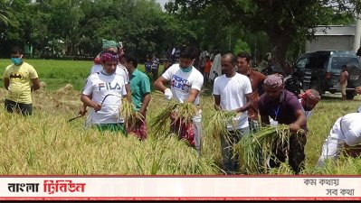 উপজেলা চেয়ারম্যান শহিদুল ইসলামের নেতৃত্বে ধান কাটা হচ্ছে