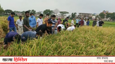 ধান কাটছেন ছাত্রলীগের নেতাকর্মীরা