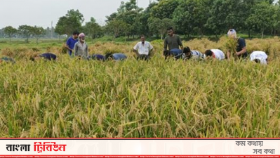 ধান কাটছেন ছাত্রলীগের নেতাকর্মীরা