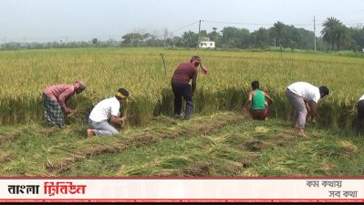 ঝিনাইদহে গরিব কৃষকের দুই বিঘা জমির ধান কেটে দিলো স্বেচ্ছাসেবক লীগ