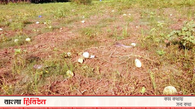 ১০ বিঘা জমির ফুটি-তরমুজ নষ্ট হয়েছে শিলাবৃষ্টিতে