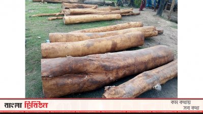 ইউপি সদস্যের বিরুদ্ধে সামাজিক বনায়নের গাছ কেটে নেওয়ার অভিযোগ
