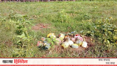 ১০ বিঘা জমির ফুটি-তরমুজ নষ্ট হয়েছে শিলাবৃষ্টিতে