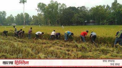 কৃষকের ধান কেটে দিচ্ছেন পথর দিশারী যুব ও ছাত্র সংঘের সদস্যরা