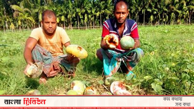 ১০ বিঘা জমির ফুটি-তরমুজ নষ্ট হয়েছে শিলাবৃষ্টিতে
