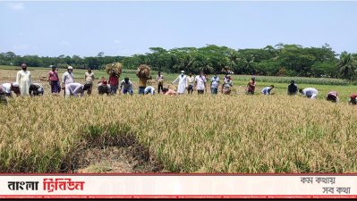 ধান কাটছেন কৃষকলীগের নেতাকর্মীরা