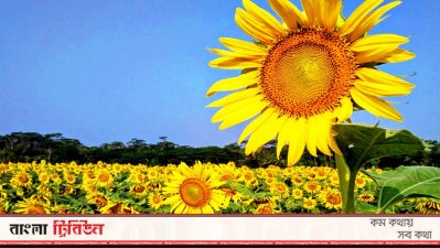 করোনার মাঝেও কৃষকের সূর্যমুখী হাসি