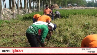 সাংবাদিক ফরমান শেখের ধান কেটে দিলেন ভুঞাপুর প্রেস ক্লাবের সহকর্মী সাংবাদিকরা 