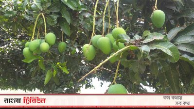 গাছে গাছে পরিপক্ব হয়ে উঠছে আম