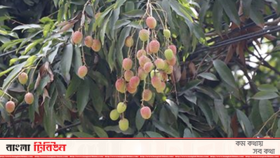 লিচু বাগান
