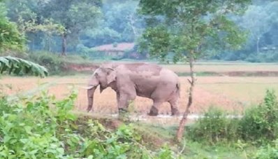 বন্যহাতি
