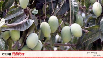 আম বাগান