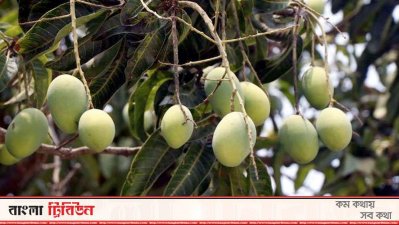 আম বাগান