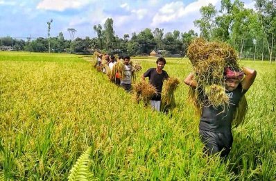 ধান কাটছেন ছাত্রলীগের নেতাকর্মীরা