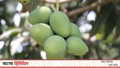 আম বাগান