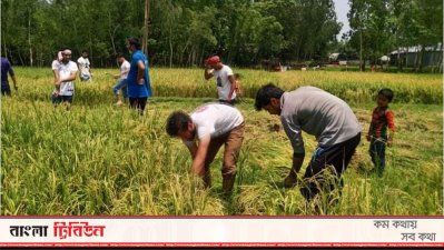 ধান কাটা শ্রমিকের ভূমিকায় ছাত্রলীগ কর্মীরা