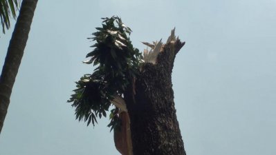 ঘূর্ণিঝড়ে বিধ্বস্ত গাছ