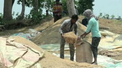 বোরো ধান