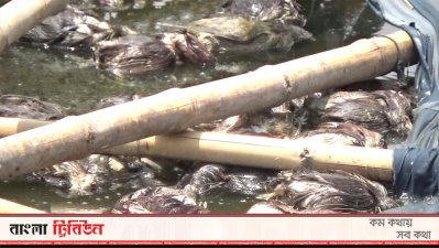ঝড়ে ভেঙেছে শেড, মরেছে খামারের মুরগি