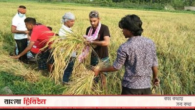 কৃষকের ধান কেটে দিচ্ছেন ছাত্রলীগ নেতাকর্মীরা