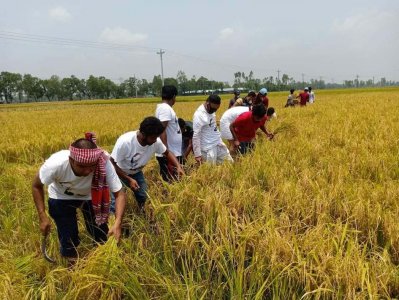 ধানা কাটছেন ছাত্রলীগের নেতাকর্মীরা