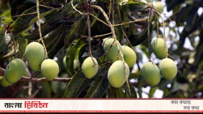 রাজশাহীর বাগানে আম