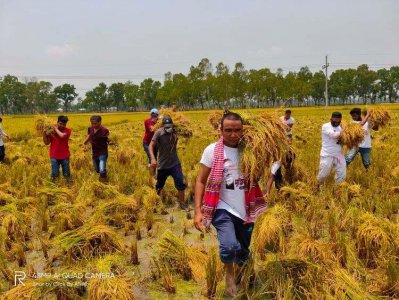 ধানা কাটছেন ছাত্রলীগের নেতাকর্মীরা