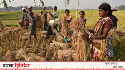 ধান ঘরে তোলা নিয়ে দুশ্চিন্তায় রাজশাহীর কৃষকরা